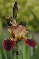Autumn Iris