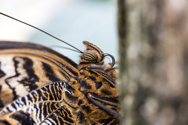 Bananenfalter (Caligo spec)