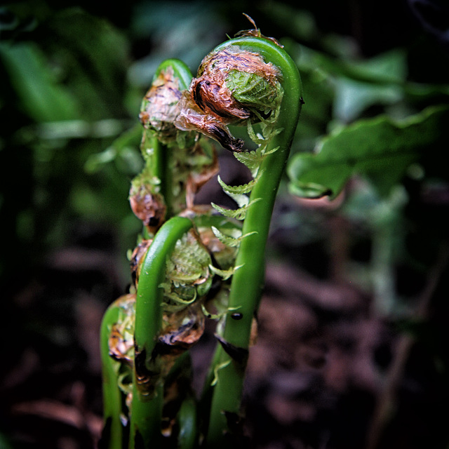 Curling and unfurling