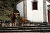 Serra da Peneda, Senhora da Peneda, Vacas L1005545