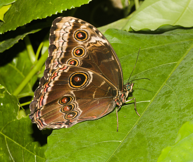 ButterflyIMG 3548