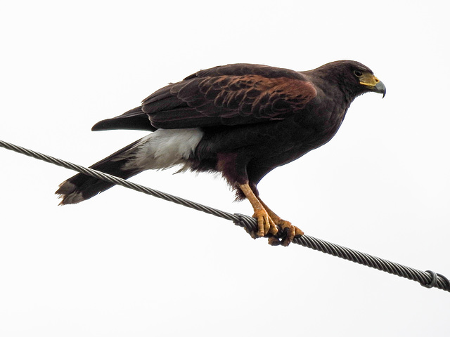 Day 5, Harris's Hawk, King Ranch, Norias Division