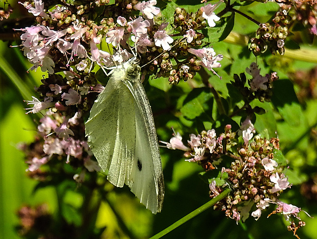 20210717 1777CPw [D~LIP] Dost (Oreganum vulgare), Kleiner Kohlweißling (pieris rapae), Bad Salzuflen