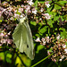 20210717 1777CPw [D~LIP] Dost (Oreganum vulgare), Kleiner Kohlweißling (pieris rapae), Bad Salzuflen