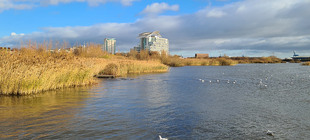 The Wetlands