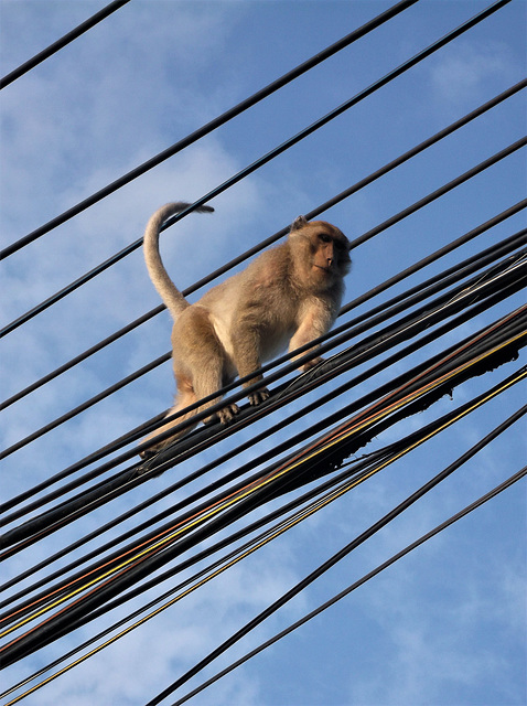 Singerie acrobatique / Acrobatic monkey show