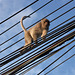 Singerie acrobatique / Acrobatic monkey show