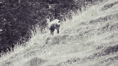Der Einzelgänger