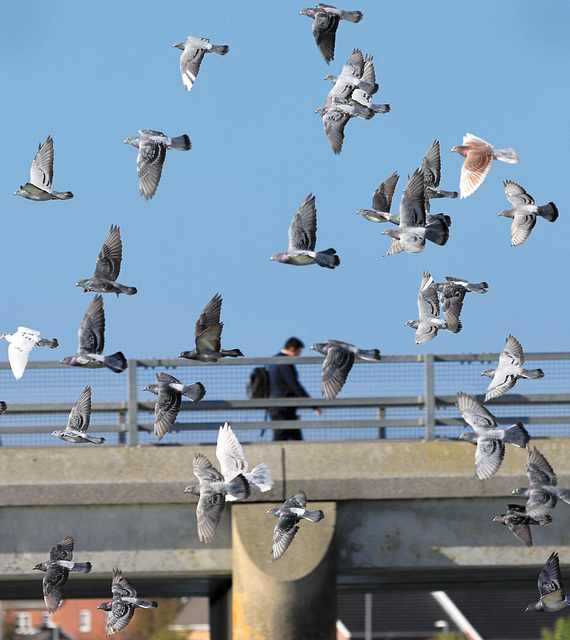 EOS 90D Peter Harriman 13 49 57 24003 theBirdsSwanneryBridge dpp