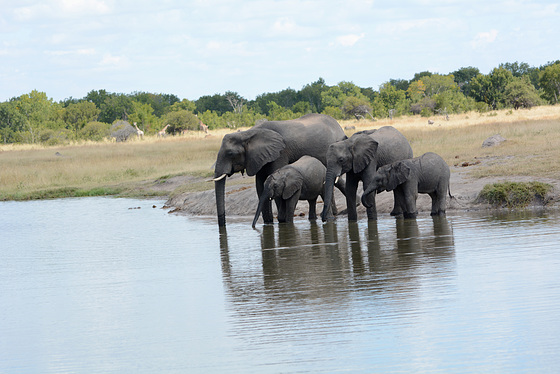 Zimbabwe, Elephant Family at the Watering Hole in Hwange National Park