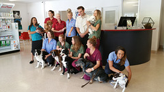Vets & Pets