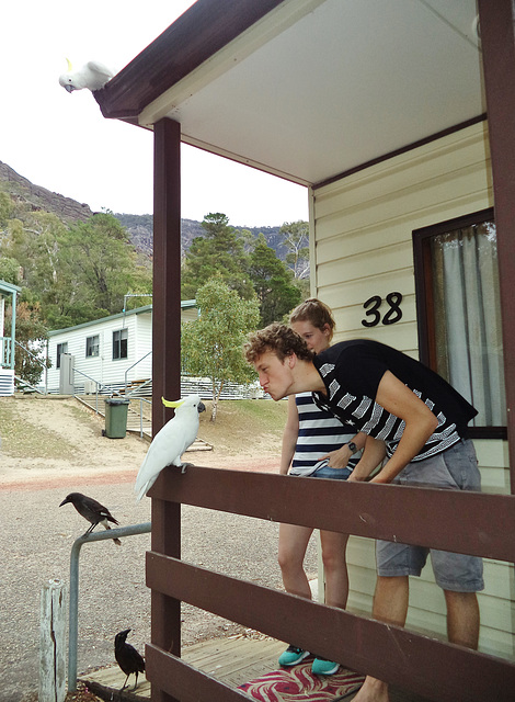 cockatoos by our cabin