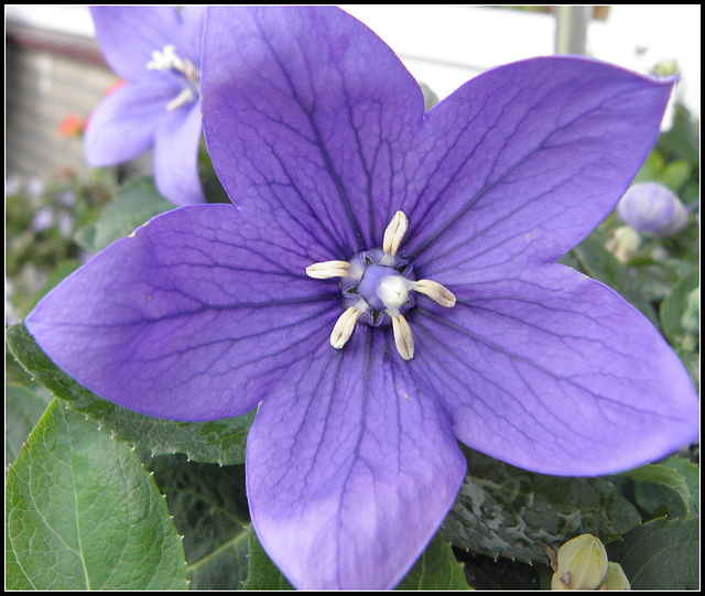 Wie Kent de Naam van deze bloem?