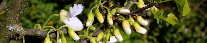 Cercis siliquastrum 'Alba' - Bandeau groupe Fabacées