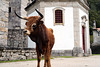 Serra da Peneda, Senhora da Peneda, Vaca L1005538