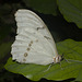 ButterflyIMG 3547