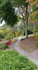 path through the lower woodlands