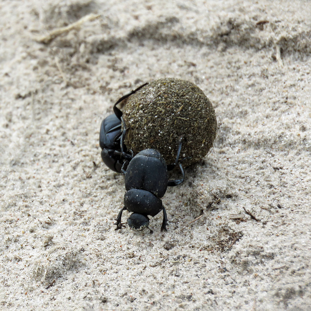 Day 5, Dung Beetles, King Ranch, Norias Division, South Texas