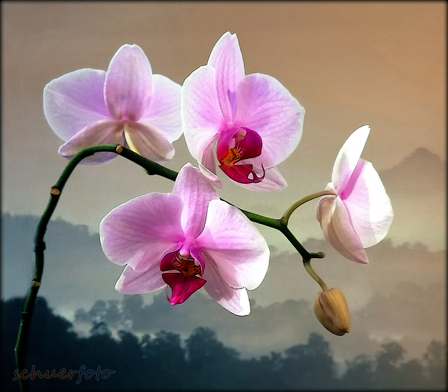 Orchidee