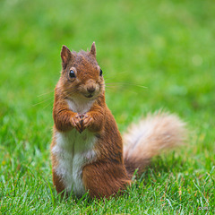 Red Squirrel