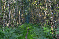 Woodland path  (enlarge please)