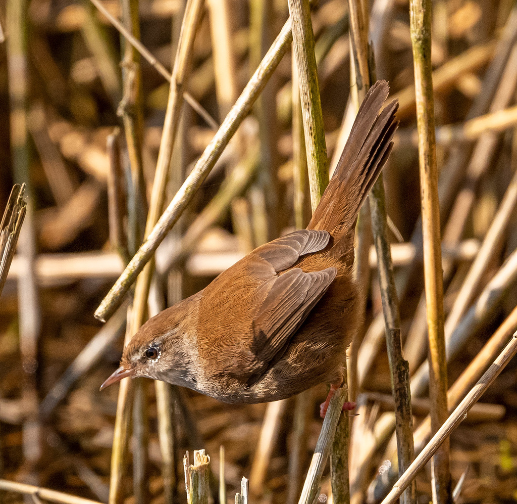 Cetti's warbler