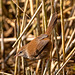 Cetti's warbler