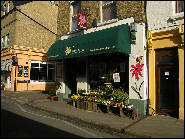 Daisies in Jericho