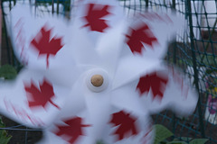 Canada spinner