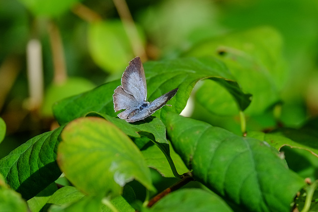 Holly Blue butterfly female in the garden-0058