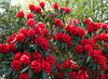 Red rhododendron