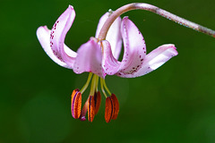 Die Königin des Waldes blüht - The queen of the forest blooms