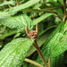 20230723 3067CPw [D~LIP] Runzelblättriger Schneeball (Viburnum rhytidophyllum), UWZ, Bad Salzuflen