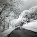 Cloudy day infrared