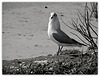 Moi,, la mouette rieuse
