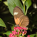 ButterflyIMG 3544