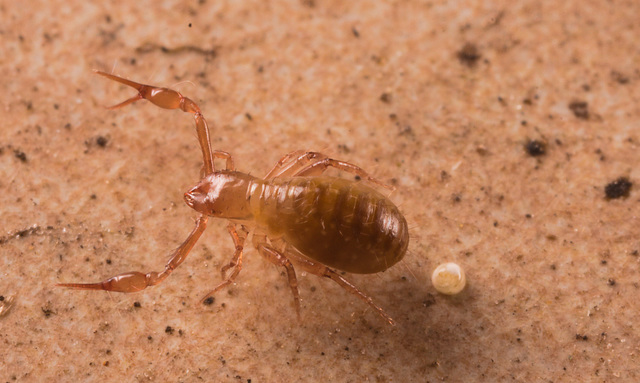 IMG 3916Pseudoscorpion