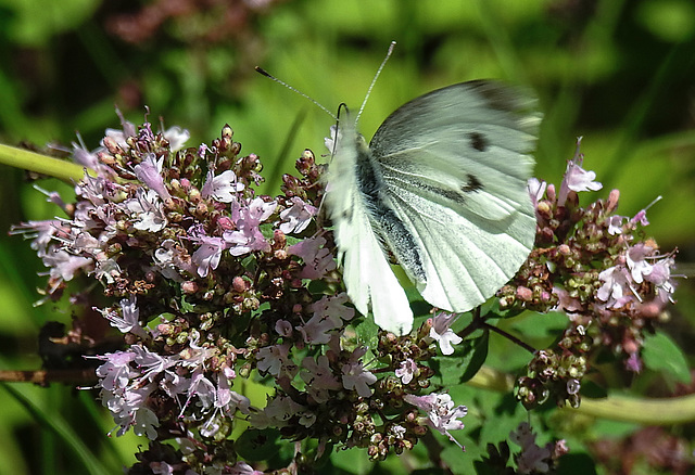 20210717 1778CPw [D~LIP] Dost (Oreganum vulgare), Kleiner Kohlweißling (pieris rapae), Bad Salzuflen