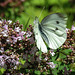 20210717 1778CPw [D~LIP] Dost (Oreganum vulgare), Kleiner Kohlweißling (pieris rapae), Bad Salzuflen