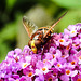 20230723 3069CPw [D~LIP] Schmetterlingsflieder (Buddleja davidii), Große Waldschwebfliege (Volucella zonaria) [Hornissenschwebfliege], UWZ, Bad Salzuflen