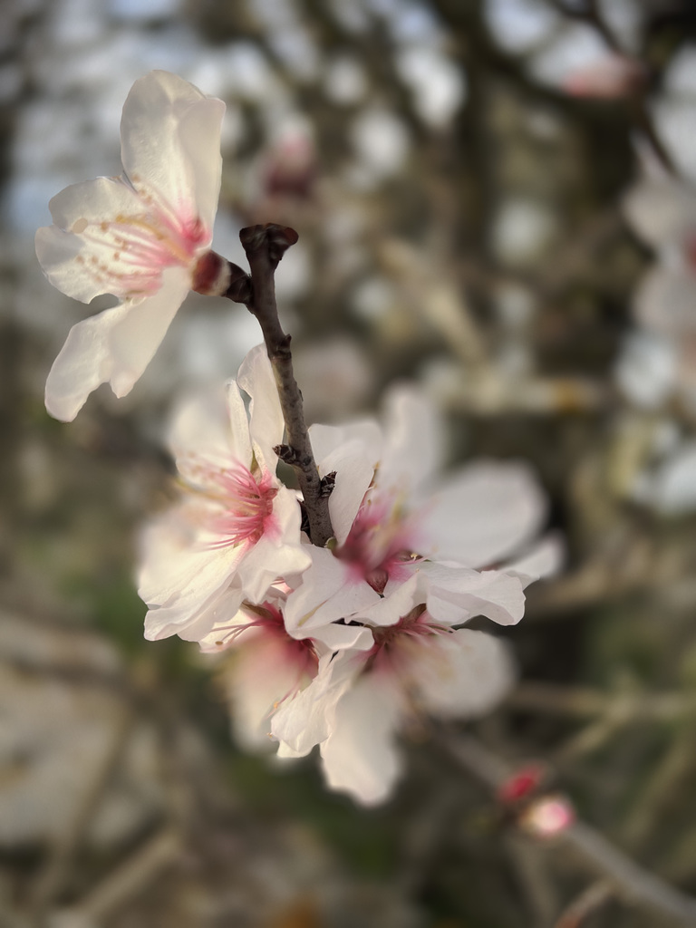 Prunus dulcis, Almond tree bloom.