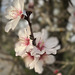 Prunus dulcis, Almond tree bloom.