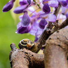 Eine Schnecke zeigt ihrem Nachwuchs, wie man an den schmackhaften Blauregen kommt :-)   ...bitte nicht selbst probieren. Blauregen (Wistera) ist für den Menschen hochgiftig!