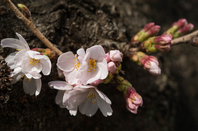 Blossoms and buds