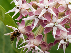 Showy Milkweed with bee