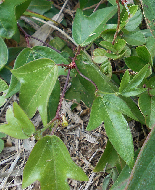 DSCN1637a - folha de maracujazinho Passiflora suberosa, Passifloraceae