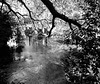 La Sorgue in Fontaine-de-Vaucluse