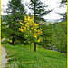 Bardonecchia : l'albero giallo -