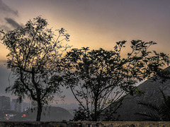 trees at dusk