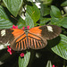 ButterflyIMG 3542